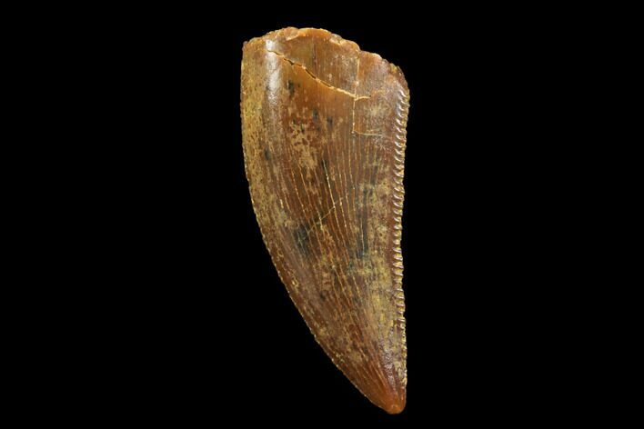 Serrated, Raptor Tooth - Real Dinosaur Tooth #94097